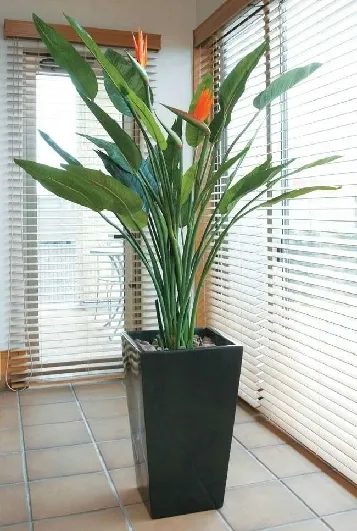 室内高档观叶观花植物 - 设备租赁