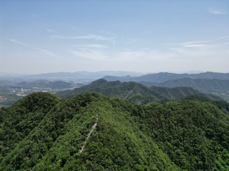山水比德孙虎：本土树种构建韧性生态应对气候变化